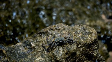 Charybdis feriata (Rajungan karang, Haç yengeci, haç yüzme yengeci). Bu hayvan, Portunidae familyasından bir yengeç türüdür.