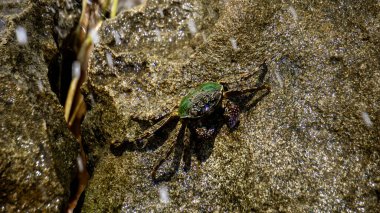 Charybdis feriata (Rajungan karang, Haç yengeci, haç yüzme yengeci). Bu hayvan, Portunidae familyasından bir yengeç türüdür.