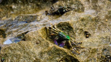 Charybdis feriata (Rajungan karang, Haç yengeci, haç yüzme yengeci). Bu hayvan, Portunidae familyasından bir yengeç türüdür.