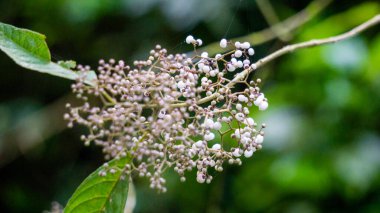 Callicarpa longifolia (Long Leaved Beauty Berry,  Karat Besi, Tampah Besi). Callicarpa longifolia is a species of beautyberry. The roots are used as an herbal medicine to treat diarrheas clipart
