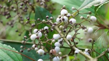 Callicarpa longifolia (Uzun Yapraklı Güzel Berry, Karat Besi, Tampah Besi). Callicarpa longifolia, mersingiller (Felidae) familyasından bir kuş türü. Kökler ishal tedavisi için bitkisel ilaç olarak kullanılır.