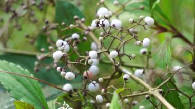 Callicarpa longifolia (Uzun Yapraklı Güzel Berry, Karat Besi, Tampah Besi). Callicarpa longifolia, mersingiller (Felidae) familyasından bir kuş türü. Kökler ishal tedavisi için bitkisel ilaç olarak kullanılır.