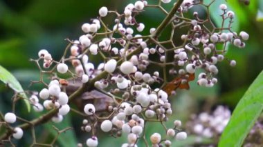 Callicarpa longifolia (Uzun Yapraklı Güzel Berry, Karat Besi, Tampah Besi). Callicarpa longifolia, mersingiller (Felidae) familyasından bir kuş türü. Kökler ishal tedavisi için bitkisel ilaç olarak kullanılır.