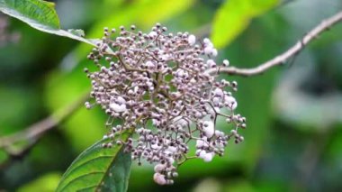 Callicarpa longifolia (Uzun Yapraklı Güzel Berry, Karat Besi, Tampah Besi). Callicarpa longifolia, mersingiller (Felidae) familyasından bir kuş türü. Kökler ishal tedavisi için bitkisel ilaç olarak kullanılır.