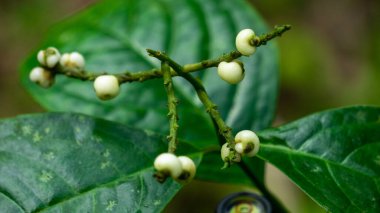 Kloranthus officinalis (Chloranthus erectus, Lowland Chloranthus, Rami Hutan, Sambau Paya, Sembau, Sigueh Puteh). Bu bitki Endonezya 'da yaygın olarak çay olarak kullanıldı.