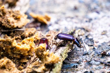 Darkling beetle on rotten wood. Darkling beetle is the common name for members of the beetle family Tenebrionidae, comprising over 20,000 species in a cosmopolitan distribution clipart