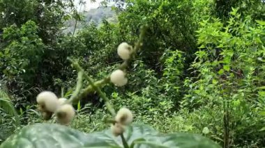 Kloranthus officinalis (Chloranthus erectus, Lowland Chloranthus, Rami Hutan, Sambau Paya, Sembau, Sigueh Puteh). Bu bitki Endonezya 'da yaygın olarak çay olarak kullanıldı.