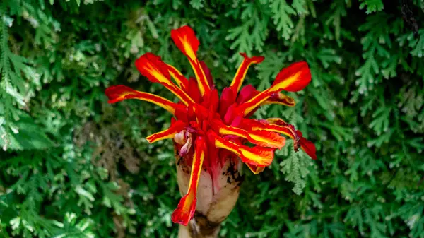 stock image Etlingera punicea (Torch ginger flower). Etlingera punicea is part of the genus Etlingera and the family Zingiberaceae