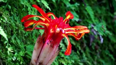 Etlingera punicea (Meşale kızıl çiçeği). Etlingera Punicea, Etlingera cinsi ve Zingiberaceae familyasının bir parçasıdır.