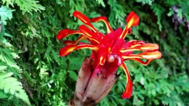 Etlingera punicea (Meşale kızıl çiçeği). Etlingera Punicea, Etlingera cinsi ve Zingiberaceae familyasının bir parçasıdır.