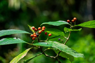 Eumachia membranifolia. Eumachia, Rubiaceae familyasından bir bitki cinsidir.