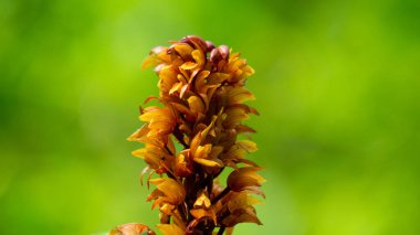 Brown birds nest orchids (Neottia nidus-avis) in the forest. clipart