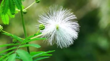 Kaliandra putih (Calliandra tetragona, Zapoteca tetragona) çiçeği. Calliandra aşınmaya direnmek için geniş bir alana yayılmış bir bitki..