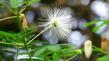 Kaliandra putih (Calliandra tetragona, Zapoteca tetragona) çiçeği. Calliandra aşınmaya direnmek için geniş bir alana yayılmış bir bitki..