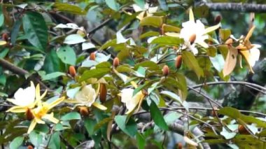 Magnolia doltsopa (Michelia doltsopa, Magnolia excelsa, Michelia manipurensis). Çiçekler özüt için suyla ezilir, kök kurutulur ve toz haline getirilir, ağaç kabuğu dekoktasyon için ezilir.
