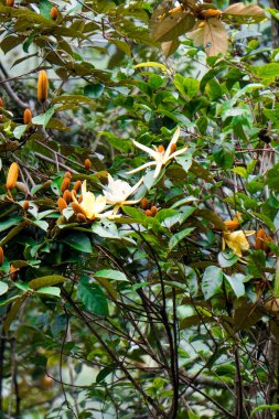 Magnolia doltsopa (Michelia doltsopa, Magnolia excelsa, Michelia manipurensis). Çiçekler özüt için suyla ezilir, kök kurutulur ve toz haline getirilir, ağaç kabuğu dekoktasyon için ezilir.