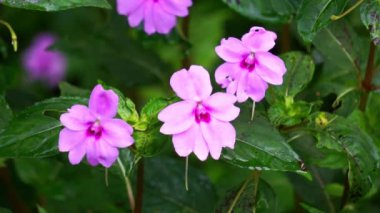 Impatiens walleriana (Impatiens sultanii, meşgul Lizzie, British Isles, balsam, sultana, basitçe impatiens). Kökler yarı sulu ve bitkinin tüm parçaları yumuşak ve kolayca zarar görür.