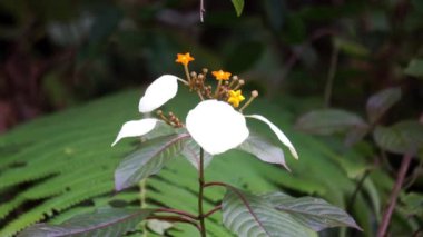 Mussaenda frondosa (Kingkilaban, walek adep, ai kabeaku, Mussaenda belilla, vahşi mussaenda, dhobi ağacı). Bilimsel kayıtlara göre, bu bitkinin antioksidan etkileri olduğu söyleniyor.