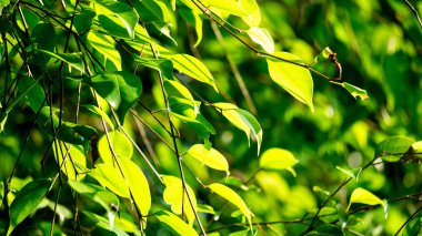 Ficus benjamina (ağlayan incir, benjamin inciri, incir ağacı) yaprakların doğal bir arka planı vardır. Endonezyalılar buna Beringin, ring in ya da waringin der.