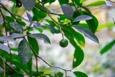 Tabernaemontana sphaerocarpa (Jembirit, sembirit, cemperit). Ateşe karşı bir tedavi olarak kabuğun kabuğu deriye sürtünür.