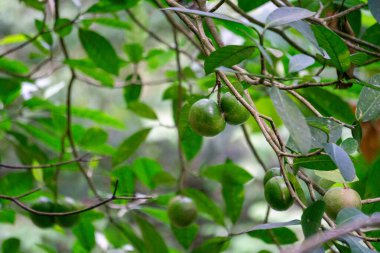 Tabernaemontana sphaerocarpa (Jembirit, sembirit, cemperit). Ateşe karşı bir tedavi olarak kabuğun kabuğu deriye sürtünür.