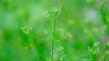 Cyclospermum leptophyllum (bataklık maydanozu, ince kereviz, köknar yapraklı kereviz, yabani kiraz). Birkaç santimetre uzunluğunda yeşil yapraklar ve küçük küresel çiçek sütunları var..
