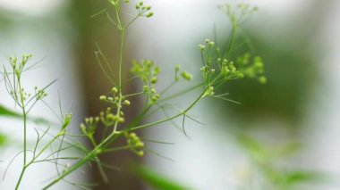 Cyclospermum leptophyllum (bataklık maydanozu, ince kereviz, köknar yapraklı kereviz, yabani kiraz). Birkaç santimetre uzunluğunda yeşil yapraklar ve küçük küresel çiçek sütunları var..