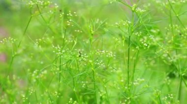 Cyclospermum leptophyllum (bataklık maydanozu, ince kereviz, köknar yapraklı kereviz, yabani kiraz). Birkaç santimetre uzunluğunda yeşil yapraklar ve küçük küresel çiçek sütunları var..