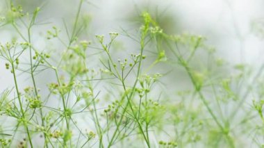 Cyclospermum leptophyllum (bataklık maydanozu, ince kereviz, köknar yapraklı kereviz, yabani kiraz). Birkaç santimetre uzunluğunda yeşil yapraklar ve küçük küresel çiçek sütunları var..