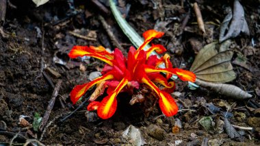 Etlingera punicea (Meşale kızıl çiçeği). Etlingera Punicea, Etlingera cinsi ve Zingiberaceae familyasının bir parçasıdır.