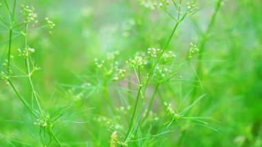 Cyclospermum leptophyllum (bataklık maydanozu, ince kereviz, köknar yapraklı kereviz, yabani kiraz). Birkaç santimetre uzunluğunda yeşil yapraklar ve küçük küresel çiçek sütunları var..