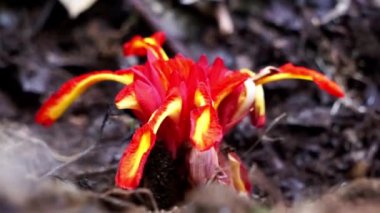 Etlingera punicea (Meşale kızıl çiçeği). Etlingera Punicea, Etlingera cinsi ve Zingiberaceae familyasının bir parçasıdır.