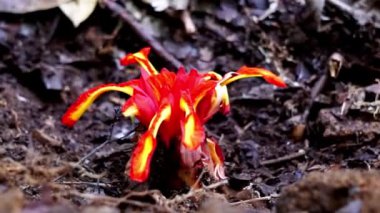 Etlingera punicea (Meşale kızıl çiçeği). Etlingera Punicea, Etlingera cinsi ve Zingiberaceae familyasının bir parçasıdır.
