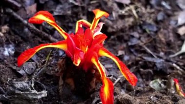 Etlingera punicea (Meşale kızıl çiçeği). Etlingera Punicea, Etlingera cinsi ve Zingiberaceae familyasının bir parçasıdır.