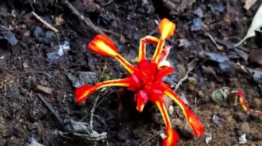 Etlingera punicea (Meşale kızıl çiçeği). Etlingera Punicea, Etlingera cinsi ve Zingiberaceae familyasının bir parçasıdır.