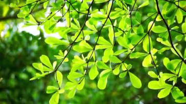 Terminalia mantaly (ayrıca Ketapang kencana olarak da bilinir, Madagaskar bademi) doğal arka planı olan ağaç
