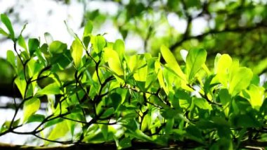 Terminalia mantaly (ayrıca Ketapang kencana olarak da bilinir, Madagaskar bademi) doğal arka planı olan ağaç