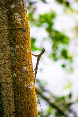Draco volans (Cekibar, cecak terbang, cicak terbang, klarap, yaygın uçan ejderha). Dişi ejderha yuvası olarak hizmet etmek için toprakta bir çukur kazar ve içine yumurta bırakır.