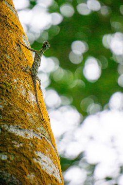 Draco volans (Cekibar, cecak terbang, cicak terbang, klarap, yaygın uçan ejderha). Dişi ejderha yuvası olarak hizmet etmek için toprakta bir çukur kazar ve içine yumurta bırakır.