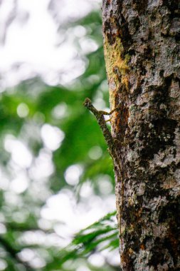 Draco volans (Cekibar, cecak terbang, cicak terbang, klarap, yaygın uçan ejderha). Dişi ejderha yuvası olarak hizmet etmek için toprakta bir çukur kazar ve içine yumurta bırakır.
