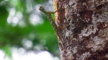 Draco volans (Cekibar, cecak terbang, cicak terbang, klarap, yaygın uçan ejderha). Dişi ejderha yuvası olarak hizmet etmek için toprakta bir çukur kazar ve içine yumurta bırakır.