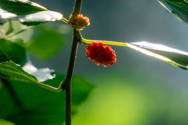 Morus (dut, Broussonetia papyrifera, Murbei, kertau, bebesaran, besaran). Çiğ dutlar% 88 su,% 10 karbonhidrat,% 1 protein ve% 1 yağdan daha azdır.