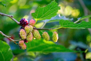 Morus (dut, Broussonetia papyrifera, Murbei, kertau, bebesaran, besaran). Çiğ dutlar% 88 su,% 10 karbonhidrat,% 1 protein ve% 1 yağdan daha azdır.