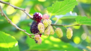 Morus (dut, Broussonetia papyrifera, Murbei, kertau, bebesaran, besaran). Çiğ dutlar% 88 su,% 10 karbonhidrat,% 1 protein ve% 1 yağdan daha azdır.