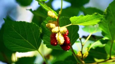 Morus (dut, Broussonetia papyrifera, Murbei, kertau, bebesaran, besaran). Çiğ dutlar% 88 su,% 10 karbonhidrat,% 1 protein ve% 1 yağdan daha azdır.