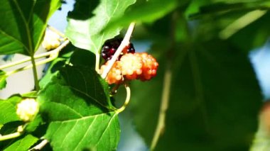 Morus (dut, Broussonetia papyrifera, Murbei, kertau, bebesaran, besaran). Çiğ dutlar% 88 su,% 10 karbonhidrat,% 1 protein ve% 1 yağdan daha azdır.