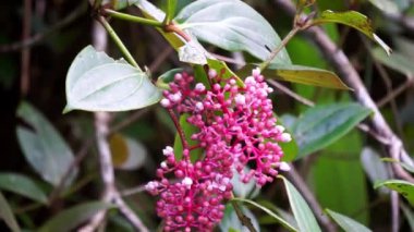 Medinilla speciosa (Parijata, Parijoto, Şov Asyalı Üzümler). Meyve önemli düzeyde antioksidan ve beta-karoten içerir. Bu yüzden hamilelik verimliliğini arttırdığına inanılır.
