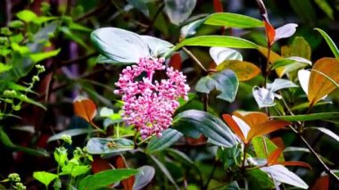 Medinilla speciosa (Parijata, Parijoto, Şov Asyalı Üzümler). Meyve önemli düzeyde antioksidan ve beta-karoten içerir. Bu yüzden hamilelik verimliliğini arttırdığına inanılır.