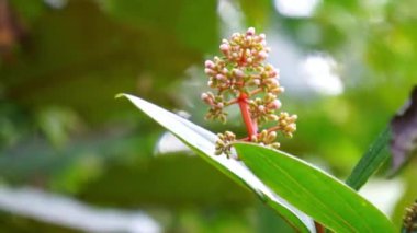 Medinilla speciosa (Parijata, Parijoto, Şov Asyalı Üzümler). Meyve önemli düzeyde antioksidan ve beta-karoten içerir. Bu yüzden hamilelik verimliliğini arttırdığına inanılır.