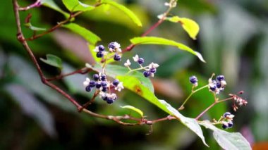 Persicaria chinensis (Polygonum chinense, sürünen akıllı ot, Çin knototu). Geleneksel Çin ilacı olarak ülser, egzama, mide ağrısı ve çeşitli iltihaplı deri hastalıklarını tedavi etmek için kullanılıyor.